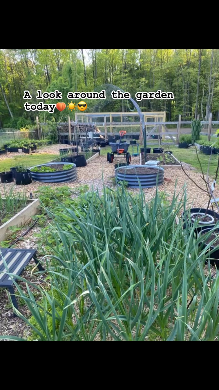 We have most of it planted. Still need cucumbers-no more freezing nights I hope.